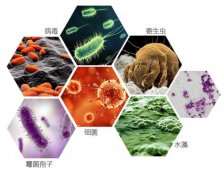 臭氧對(duì)昆蟲侵染的影響